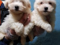 Maltese terrier yavrularımız