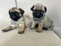 ERKEK PUG YAVRULARIMIZ KALİTE ASLA TESADÜF DEĞİLDİR