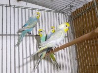 Rainbow Muhabbet Kuşları Takımları