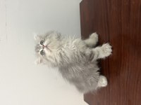 British longhair minnaklar