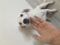 Yavru jack russell terrier