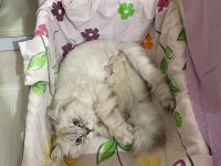 British shorthair yavru kedimiz