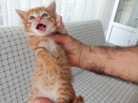 Terk Etmişler Sarman Miniği