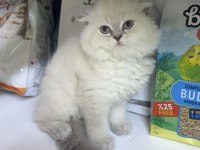 Scottish fold erkek