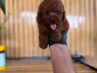 Toy Poodle Köpekler