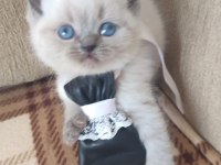 British Shorthair Blue Point