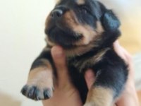 A KALİTE ROTTWEİLER YAVRUSU