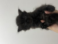 2 Aylık Siyah British Longhair