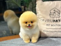 Özel Pomeranian Yavrular Sağlık Garantili