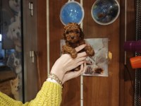 Erkek Toy Poodle
