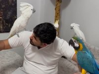 Tam bir resim kuşu ara macaw