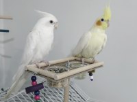 Albino Ve Lutino Sultanlar