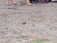 Alman malinois yavrular