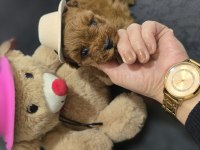 Toy Poodle Dişi Ve Erkek Yavrumuz