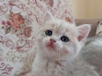 3 aylık erkek oyuncu british shorthair gold