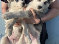 Orijinal Husky Yavruları