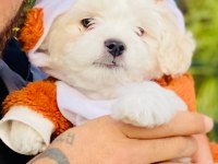 Maltese Kore 0 numara 3.5 aylık