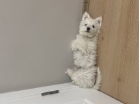 4 aylık maltese terrier
