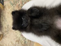Molly pomeranian köpeği
