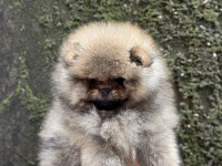 ÜST KALİTE AYICIK SURAT POMERANİAN BOO