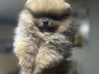 Pomeranian Boo bebeklerim