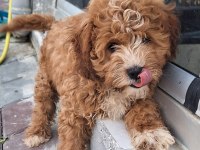 Karma aşıları yapılmış Maltipoo yavrular