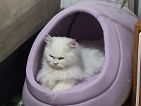 British Longhair 1 Yaşında