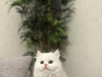 Brıtısh Longhaır Yavrularım 