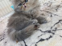 Güzel iran kedisi bebeğim