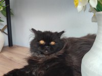 Cinnamon Erkek British Longhair
