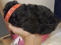 Bebek toy poodle 40 günlük