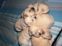 0 numara maltese köpeğimiz