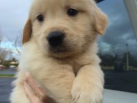 Erkek dişi golden retriever yavrularımız