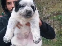 DİKKAT ÇEKEN ALABAY YAVRULARI