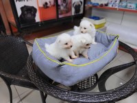 Spitz cinsi yavrularımız ırk garantilidir