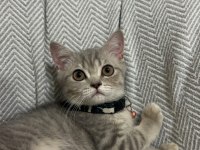 3 aylık yavru dişi british shorthair