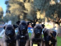 Irk ve Saglık Garantili Malinois Yavrular