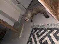 Uygun Puanla Sahiplendirilecek British Shorthair Oğlum
