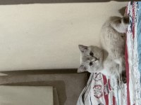 Sahiplendirme British shorthair 1.5 yaşında