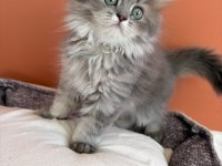 British Longhair Yavrularımız Yuvalarını Arıyor