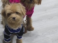 Sıfır numara maltipoo yavru