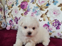 En Mini Kalan Maltese Irkı Bebekler