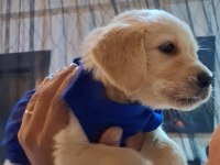 2 Aylık Golden Retriever Sevimli Yavrumuza Yeni Yuva