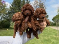 Irk Garantili Koyu Renk Toy Poodle Yavruları