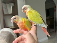 SUNCHEEK KONUR BEBEKLER