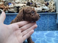 Safkan Kore Poodle
