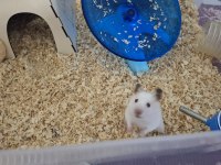 Syrian Albino Hamster