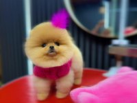 Taş gibi pomeranian boo bebeeeek