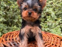 Teacup yorkshire terrier