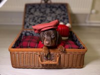 SAFKAN SOSİS DACHSHUND YAVRULAR